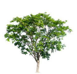 tree of Isolated on white background 