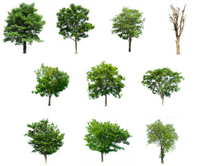 Collection trees of isolated on white background 