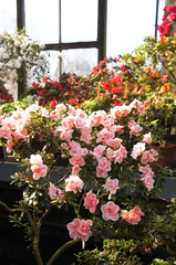 Many pink and red azalea or rhododendron flowers in greenhouse