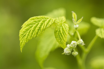 Pump of raspberry bloom with green leaf.