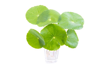 gotu kola leaves