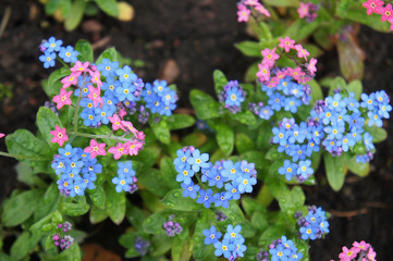 Myosotis or  forget-me-not many blue and red flowers 