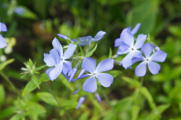 Phlox divaricata or the wild blue or woodland phlox or wild sweet william blue flowers with green