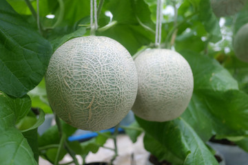 Young of Japanese melons or green melons and cantaloupe melon plants growing in greenhouse.
