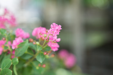 Fototapeta premium Thai flowers