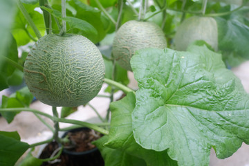 Cantaloupe melons growing in a greenhouse. selective focus