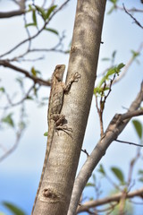 Indian Lizard