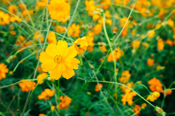 Beautiful yellow common cosmos Flower in South Korea