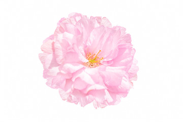 Sakura flower cherry blossom.