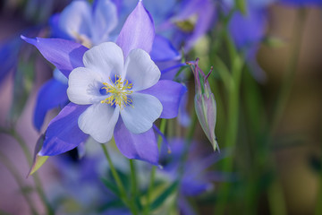 Blooming Columbine flower and Bud, close-up. One beautiful bluish - purple flower Aquilegia laramensis ( America)