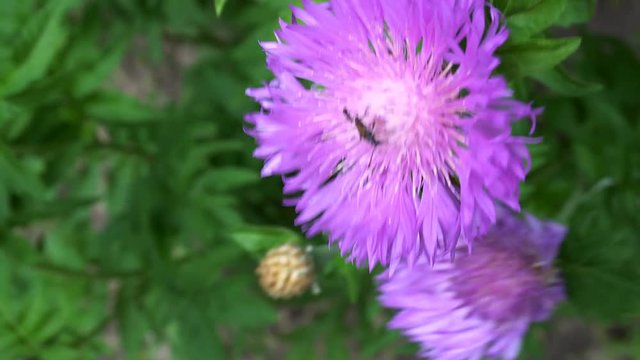little bug sitting on a purple flower.