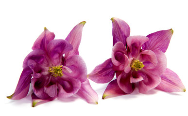 Obraz premium Beautiful daisy flowers isolated on background cutout