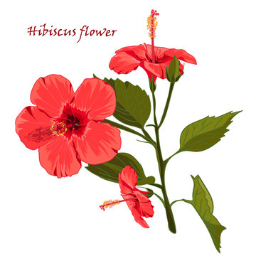 Hibiscus flower in realistic hand-drawn style isolated on white background.