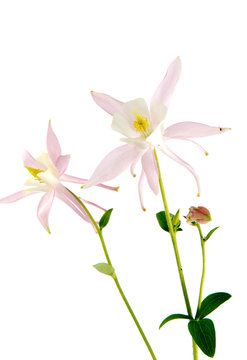 Beautiful daisy flowers isolated on  background cutout