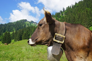 Kuh mit Hörner auf Alpe im Gebirge © Andreas P