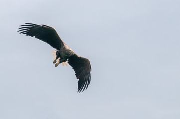 Obraz premium Sea Eagle in Flight
