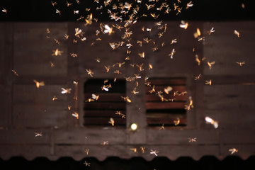 Moths flying around light bulbs. 
