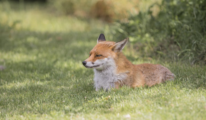 Fototapeta na wymiar fox