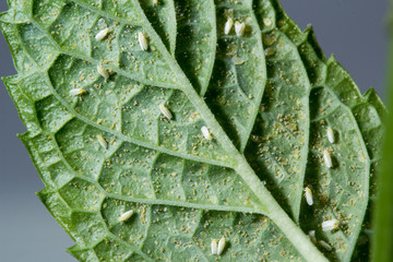 Mosca blanca bemisia tabaci