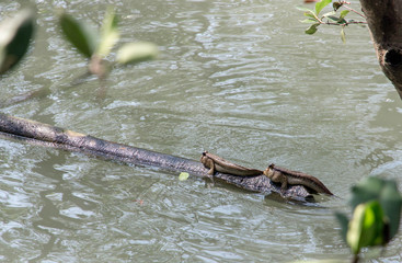 Two mudskippers on the log in mangrove forest.