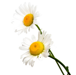 Top view of a white daisy isolated on a white background.