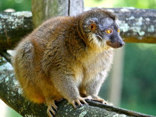 Maki de Mayotte