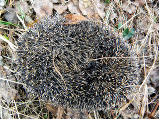 The hedgehog curled up in a ball lying on the grass