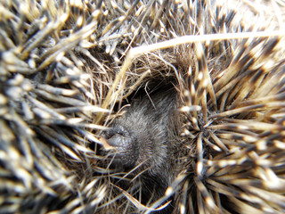 The hedgehog curled up in a ball with a sticking nose © grimarr
