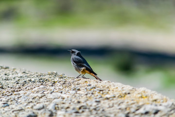 Petit oiseau.