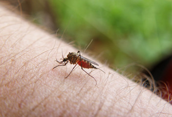 Mosquito drinks the blood sitting on the human skin