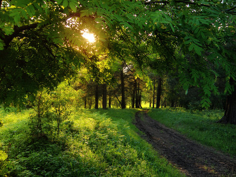 Dirt country road down the spring green trees forest illuminated with sunset light.  Altai Mountains, Siberia, Russia.