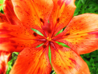 Lily flower with red orange petals close up