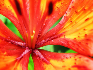 Lily flower with red orange petals close up