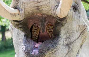 Fototapeta premium Elefant wartet auf Futter