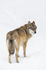Naklejka premium Gray wolf in winter