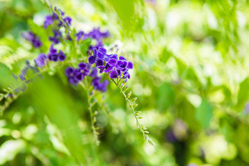 Obraz premium Thai flowers
