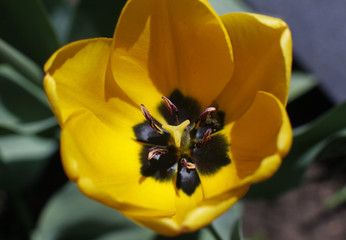 Close up on the pistil and stamens of the yellow tulip from above