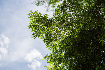 Tree in the garden