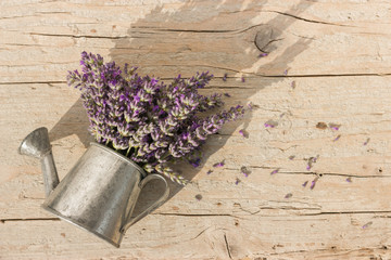 Watering can with fresh lavender flowers