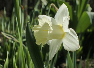 Fototapeta premium White narcissus jonquil flower close up outdoors with green grass