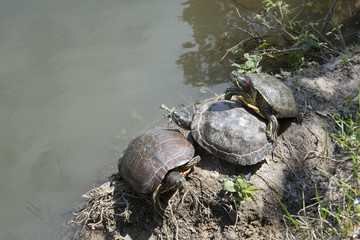 Red-cheeked water turtle