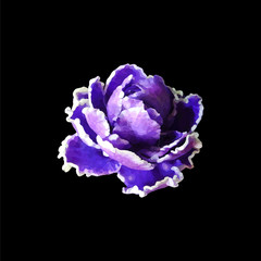 Obraz premium Violet flower.Isolated on a black background.Vector illustration.
