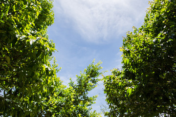 Tree in the garden