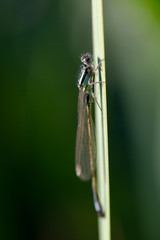 Blue-tailed Damselfly (Ischnura elegans) resting at lake, macro