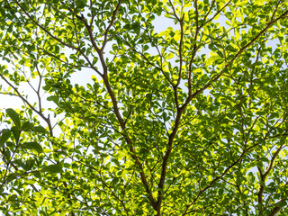 Fototapeta na wymiar green trees background in forest