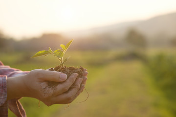 Soil cultivated dirt, earth, ground, agriculture Field land background Nurturing baby plant on...