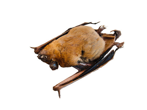 dead bat isolated
