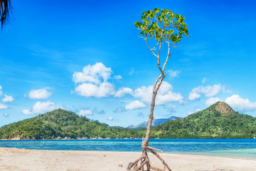 in the beautiful  island cosatline and tree