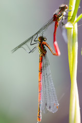 Large Red Damselfly, Pyrrhosoma nymphula, male and female copulate on green leaf