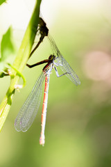Large Red Damselfly, Pyrrhosoma nymphula, male and female copulate on green leaf